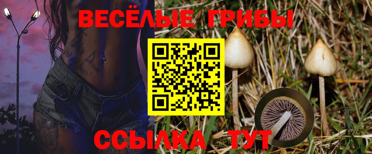Галлюциногенные грибы Psilocybine cubensis Всеволожск